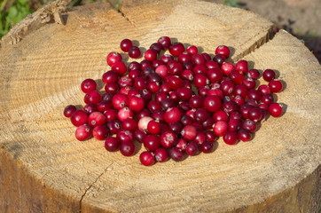 Fresh cranberries are scattered on the stump