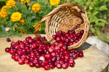Fresh cranberry berries in a basket on a stump close up