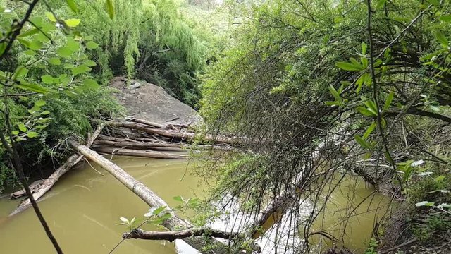 Eerie and scary looking green stagnant pond near the little caledon river next to a hiking trail footpath through the indigenous woods, fallen and rotting trees lying in the water.
