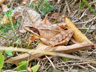 Mimicry