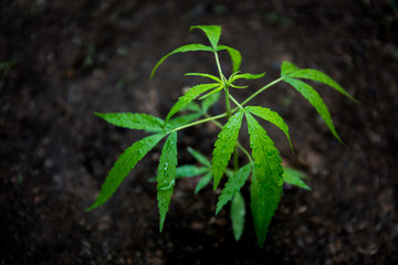 A Small cannabis planted Growing On the black soil With medical objectives Is a medicine, With water droplets on the leaves For moisture.