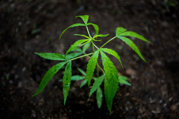 A Small cannabis planted Growing On the black soil With medical objectives Is a medicine, With water droplets on the leaves For moisture. - 317917126
