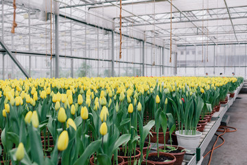 tulips in a greenhouse with flowers