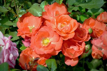 red flowers in the garden
