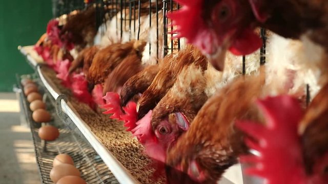 vedeo The chickens feed on the farm  