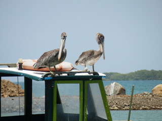 Pelicans sur un bateau