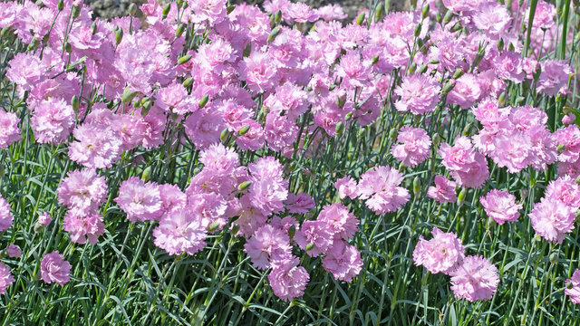 Bl&uuml;hende Nelken, Dianthus, im Garten