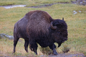 Bison