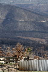 After The Fire. Yard. King Lake.