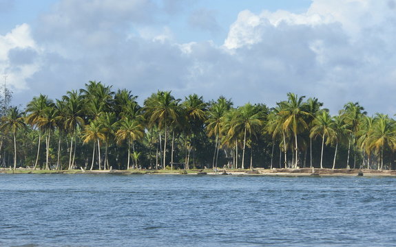 Coconut Palms, Assinie Mafia, Ivory Coast