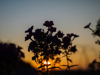 grass and flowers on the background of sunset in summer, Russia