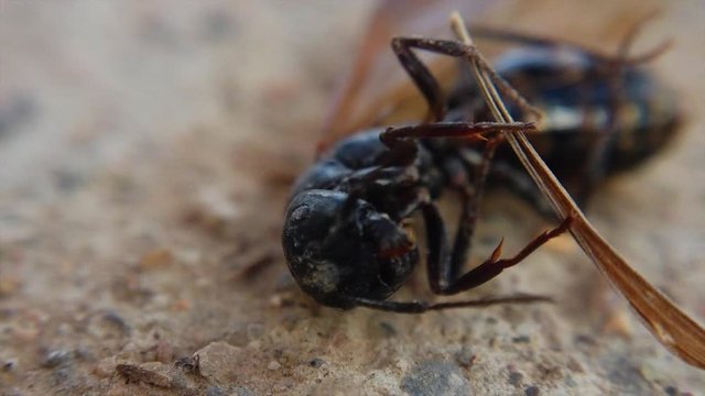 A black hornet is seen wrapped around a piece of its wing moving around. (slow motion)