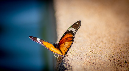 Fototapeta na wymiar butterfly spreading its wings