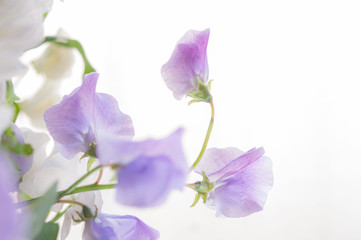 Obraz premium 紫のスイートピー コピースペース 白背景 クロースアップ_00772_DSC_2184