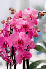 Orchidee, Orchideenzweige, pink
