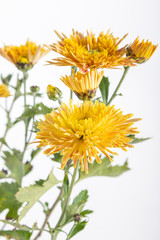 Chrysanthemum flower on a long stem on a white background is insulated