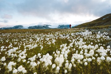 Beautiful scenery of a field of white flowers under a cloudy sky in Finse, Norway