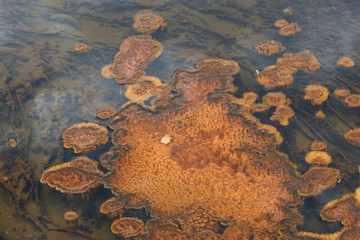 The colorful colors of the geothermal pools of Yellowstone created by the different bacterial flora