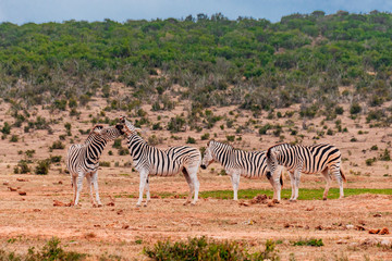 Fototapeta na wymiar herd of zebras