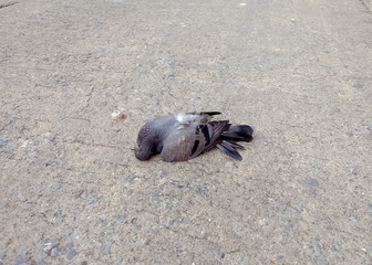 dead pigeons on the street