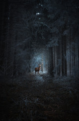 Hirsch im dunklen Wald © Christoph