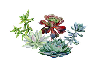 Succulents, echeveria illustration, botanical painting of dudleya and zwartkop. Stone rose. Sempervivum art. Watercolor elements for design. - 317923916