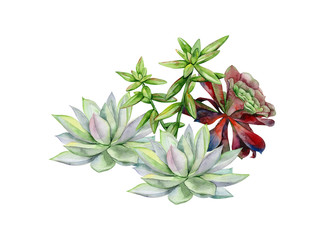 Succulents, echeveria illustration, botanical painting of dudleya and zwartkop. Stone rose. Sempervivum art. Watercolor elements for design. - 317923925