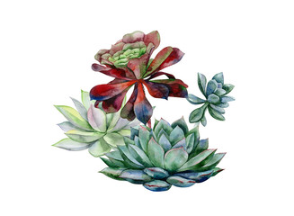 Succulents, echeveria illustration, botanical painting of dudleya and zwartkop. Stone rose. Sempervivum art. Watercolor elements for design. - 317923944