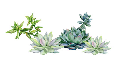 Succulents, echeveria illustration, botanical painting of dudleya and zwartkop. Stone rose. Sempervivum art. Watercolor elements for design. - 317923955