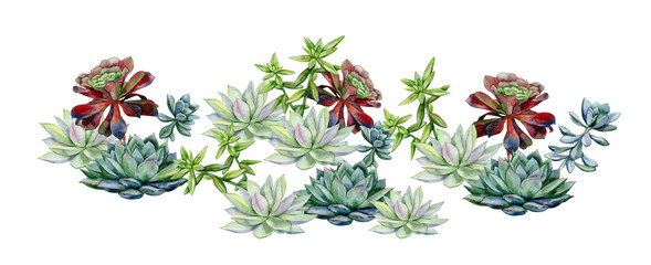 Succulents, echeveria illustration, botanical painting of dudleya and zwartkop. Stone rose. Sempervivum art. Watercolor elements for design. - 317923976