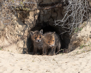 Fox in the dunes of the Amsterdam water supply Area - Vos in de Amsterdamse Waterleiding Duinen (AWD)