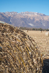 Golden dry hay bales on a corn field on winter season. Agricultural landscape in northern Italy