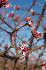 Branch of Dawn Viburnum in bloom with pink flowers in the garden. V. bodnantense bush on winter season