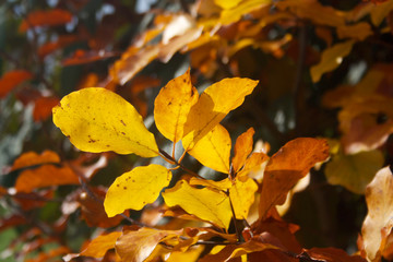 European beech tree with beautiful yellow leaves on sunlight on autumn season. Fagus sylvatica