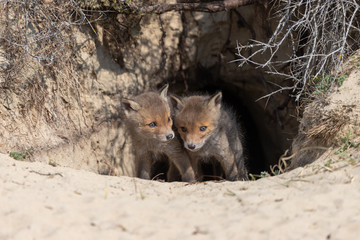 Fox in the dunes of the Amsterdam water supply Area - Vos in de Amsterdamse Waterleiding Duinen (AWD)