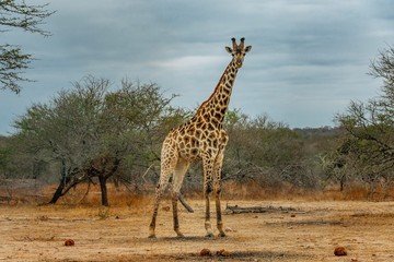 south africa