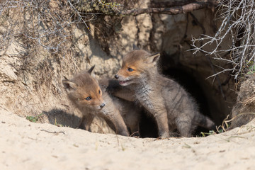 Fox in the dunes of the Amsterdam water supply Area - Vos in de Amsterdamse Waterleiding Duinen (AWD)