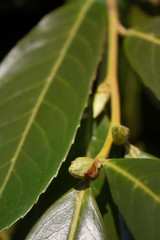 Green blossom on Cherry laurel branch on winter season. Prunus laurocerasus bush in bloom in the garden