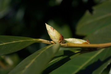 Green blossom on Cherry laurel branch on winter season. Prunus laurocerasus bush in bloom in the garden