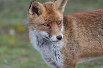 Fox in the dunes of the Amsterdam water supply Area - Vos in de Amsterdamse Waterleiding Duinen (AWD)