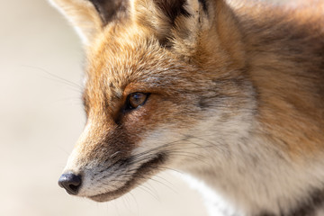 Fox in the dunes of the Amsterdam water supply Area - Vos in de Amsterdamse Waterleiding Duinen (AWD)