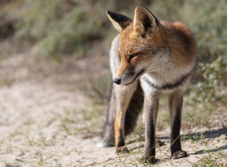 Fox in the dunes of the Amsterdam water supply Area - Vos in de Amsterdamse Waterleiding Duinen (AWD)