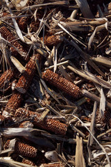 Harvested corn field on summer season. Dry red corn cobs in the field on a sunny day
