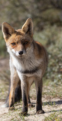 Fototapeta premium Fox in the dunes of the Amsterdam water supply Area - Vos in de Amsterdamse Waterleiding Duinen (AWD)