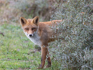 Fox in the dunes of the Amsterdam water supply Area - Vos in de Amsterdamse Waterleiding Duinen (AWD)