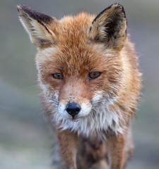 Fox in the dunes of the Amsterdam water supply Area - Vos in de Amsterdamse Waterleiding Duinen (AWD)