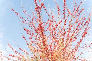 Dense of Texas winterberry (Ilex Decidua) red fruits on tree branches on sunny winter day