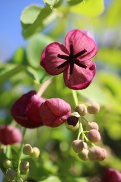 Selective focus shot of a beautiful akebia flower with a blurred background