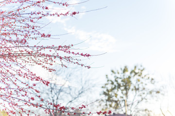 Dense of Texas winterberry (Ilex Decidua) red fruits on tree branches on sunny winter day