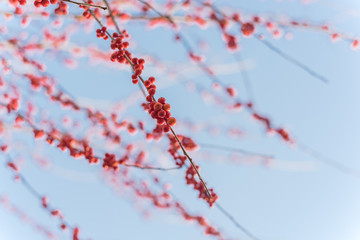 Close-up branch of Ilex Decidua (Winterberry) red fruits on dormant tree near Dallas, Texas